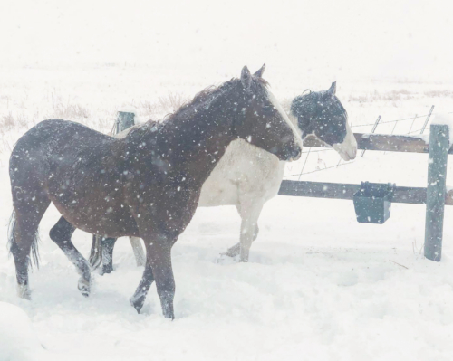 horses-in-white-falling-snow-photo